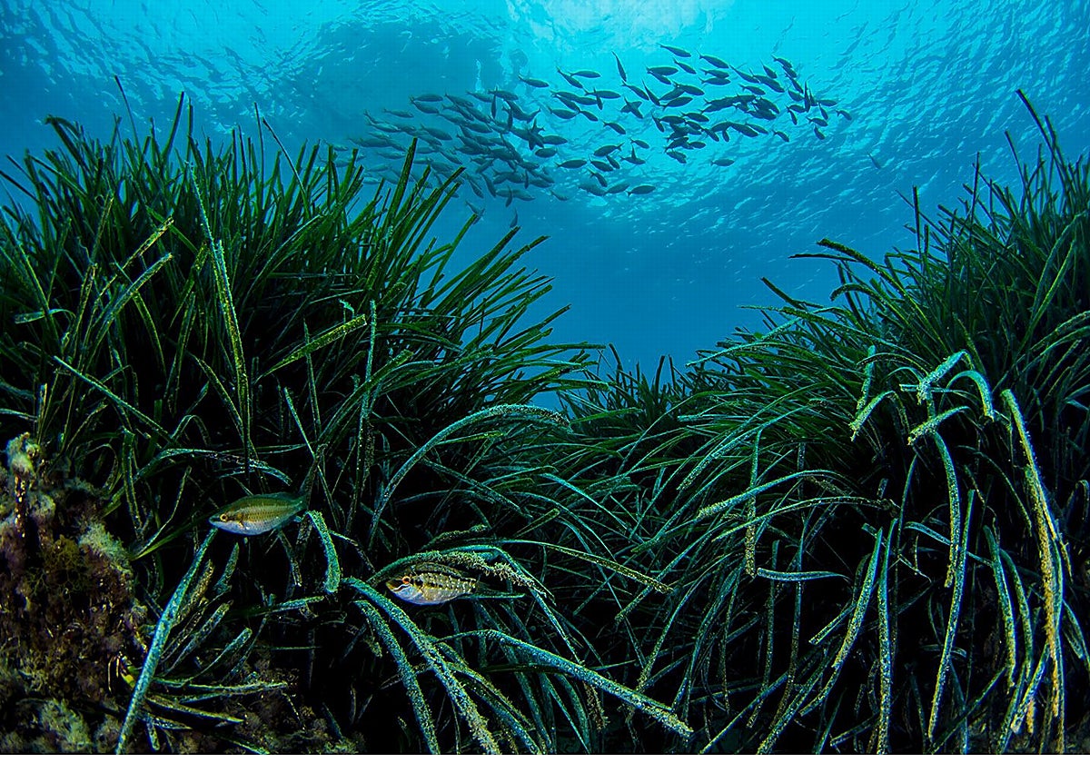 La APP «Projecte Posidònia» amplía su alcance geográfico a La Marina Baixa y Baleares para ayudar a fondear de manera responsable