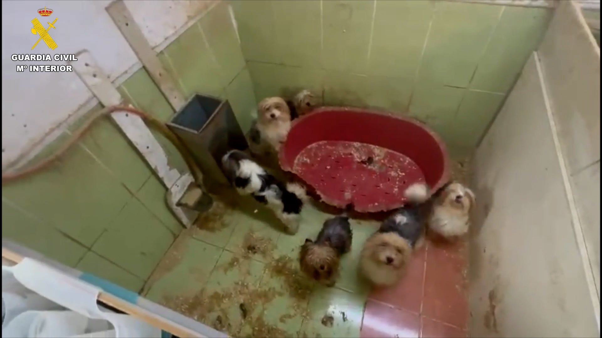 Imagen el criadero clandestino desmantelado en Burgos