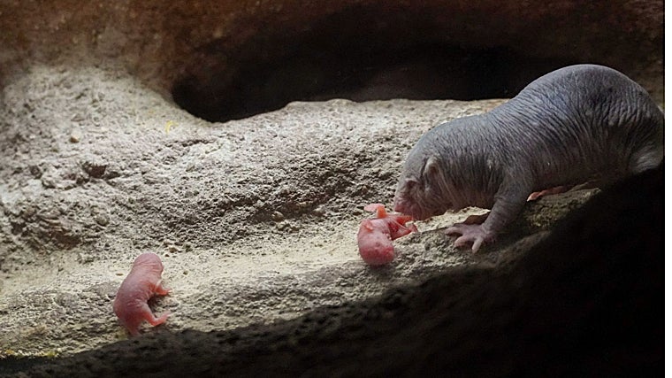 Imagen de las crías de rata topo desnuda junto a su madre en Bioparc Valencia