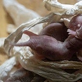 Nace en Valencia una camada del mamífero «extraterrestre» inmune al cáncer y que no envejece