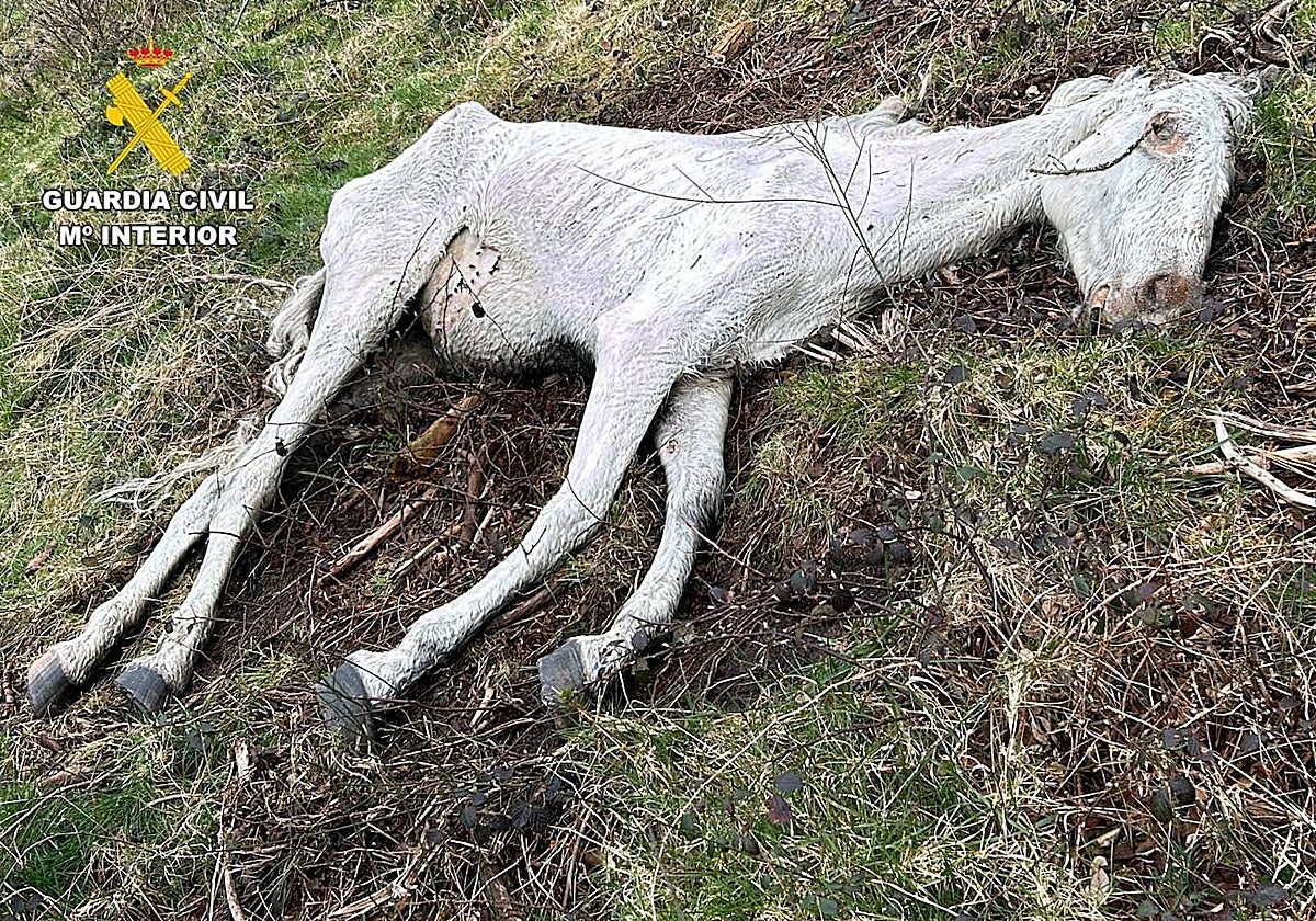 Uno de los animales hallados por los agentes de la Brigada