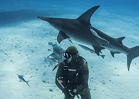 Imagen secundaria 1 - Canarias viaja a 18 países con el festival de cine de los océanos más grande de Europa