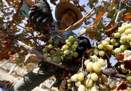 El marco Montilla-Moriles espera una mejor cosecha aunque las hectáreas cultivadas siguen bajando