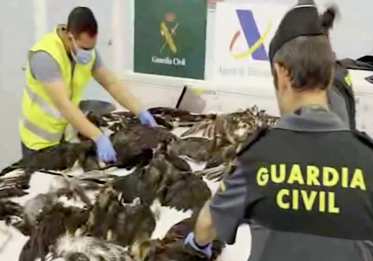 Las aves muertas que el pasajero portaba en dos maletas