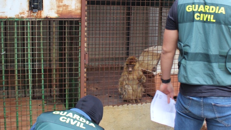 Uno de los monos en la jaula donde estaban encerrados