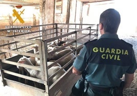 Detenido un tratante de ganado por estafar más de 60.000 euros a 15 ganaderos del Norte de Córdoba