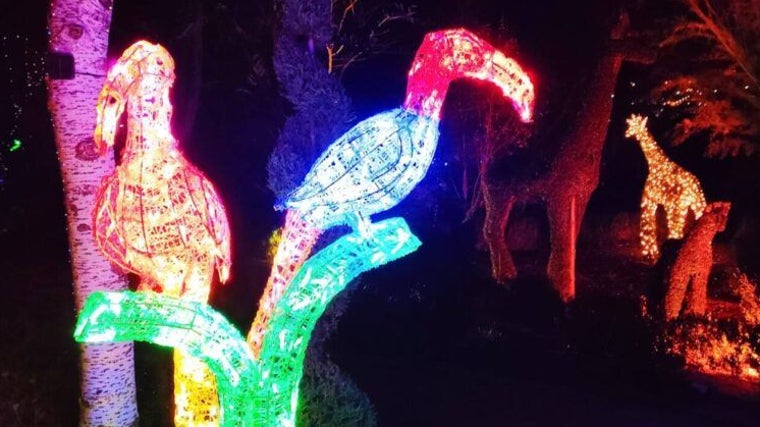 Figuras vegetales iluminadas del Bosque Encantado