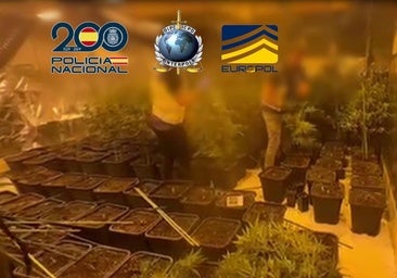 Esclavos de la marihuana: recluidos para vigilar las plantaciones bajo amenazas a sus familias