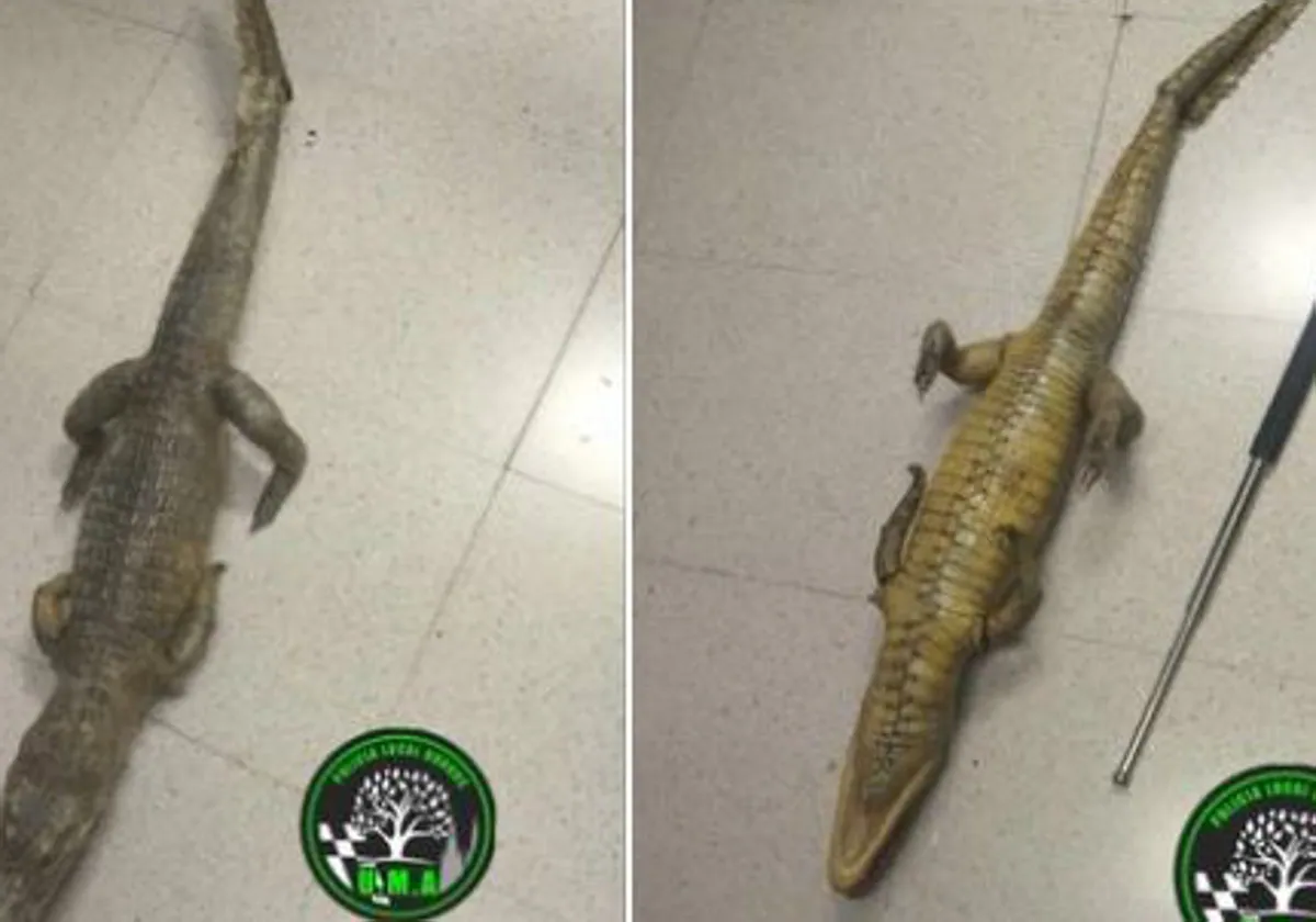 El cocodrilo disecado que fue encontrado en el río Vena en Burgos