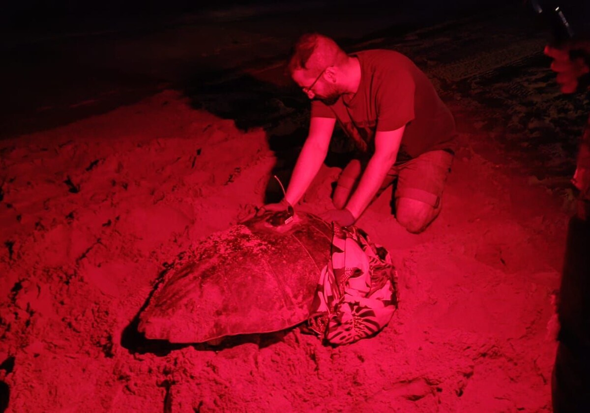 Imagen de la tortuga en la playa de Arenales del Sol de Elche