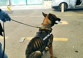 Un agente canino de la Guardia Civil descubre 619 cajetillas de tabaco de contrabando en el buque que une Argelia con Alicante