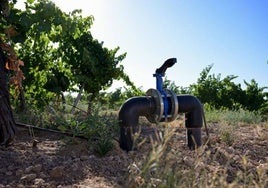 Las fincas de riego suben de precio en Córdoba por su mayor demanda