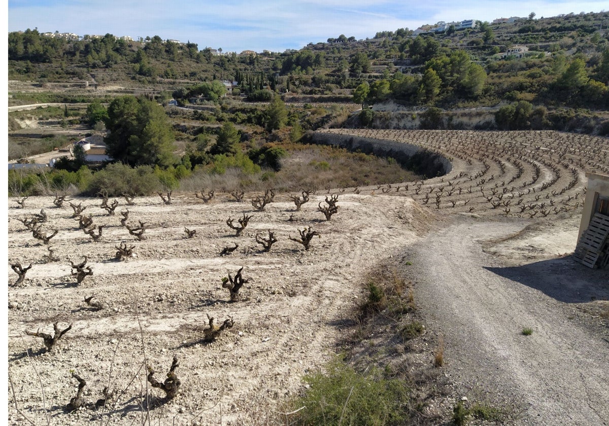 La sequía causa «pérdidas históricas» de 250 millones de euros en la agricultura y la ganadería valenciana