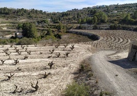 La sequía causa «pérdidas históricas» de 250 millones de euros en la agricultura y la ganadería valenciana