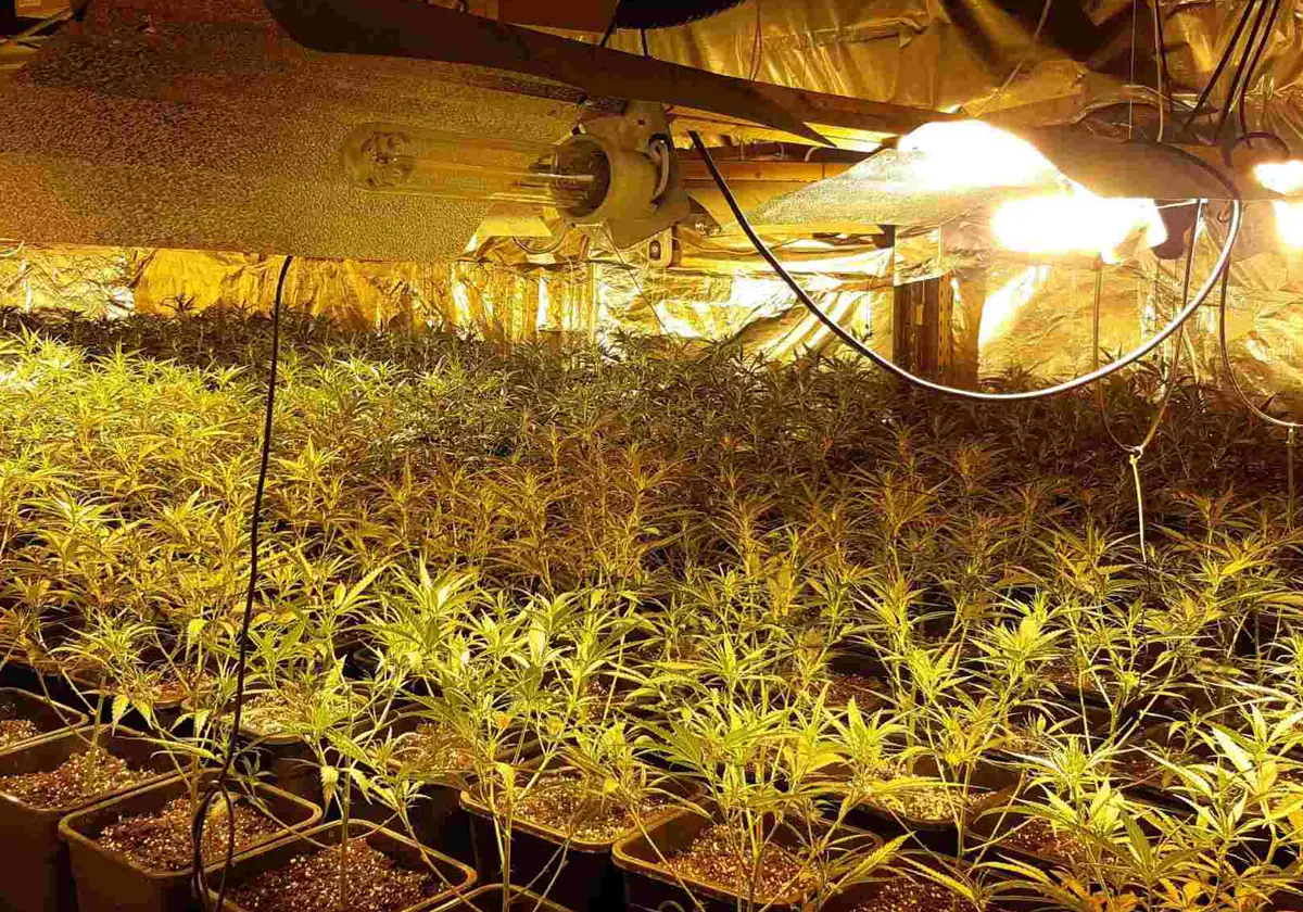 Por desgracia, Pinos Puente es conocido como el epicentro del cultivo y el tráfico de marihuana de Granada