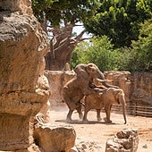 La 'primera vez' de unos elefantes: así es la cópula del animal terrestre más grande del planeta