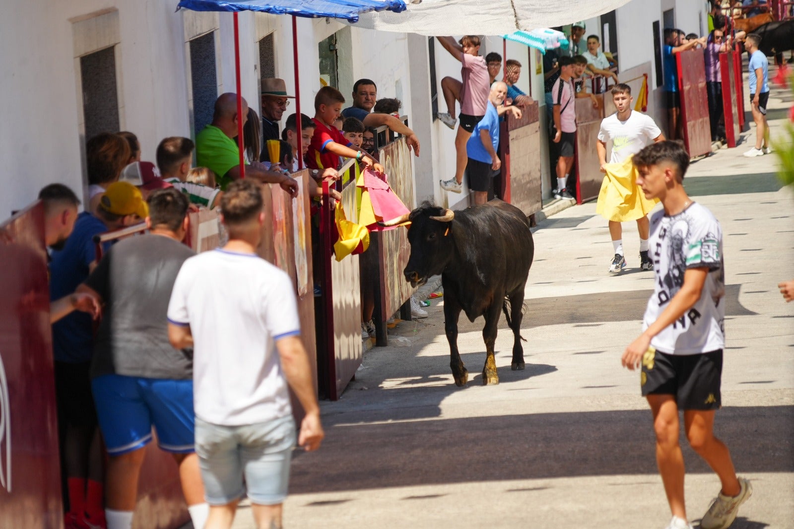 Las imágenes del primer encierro taurino de El Viso por Santa Ana