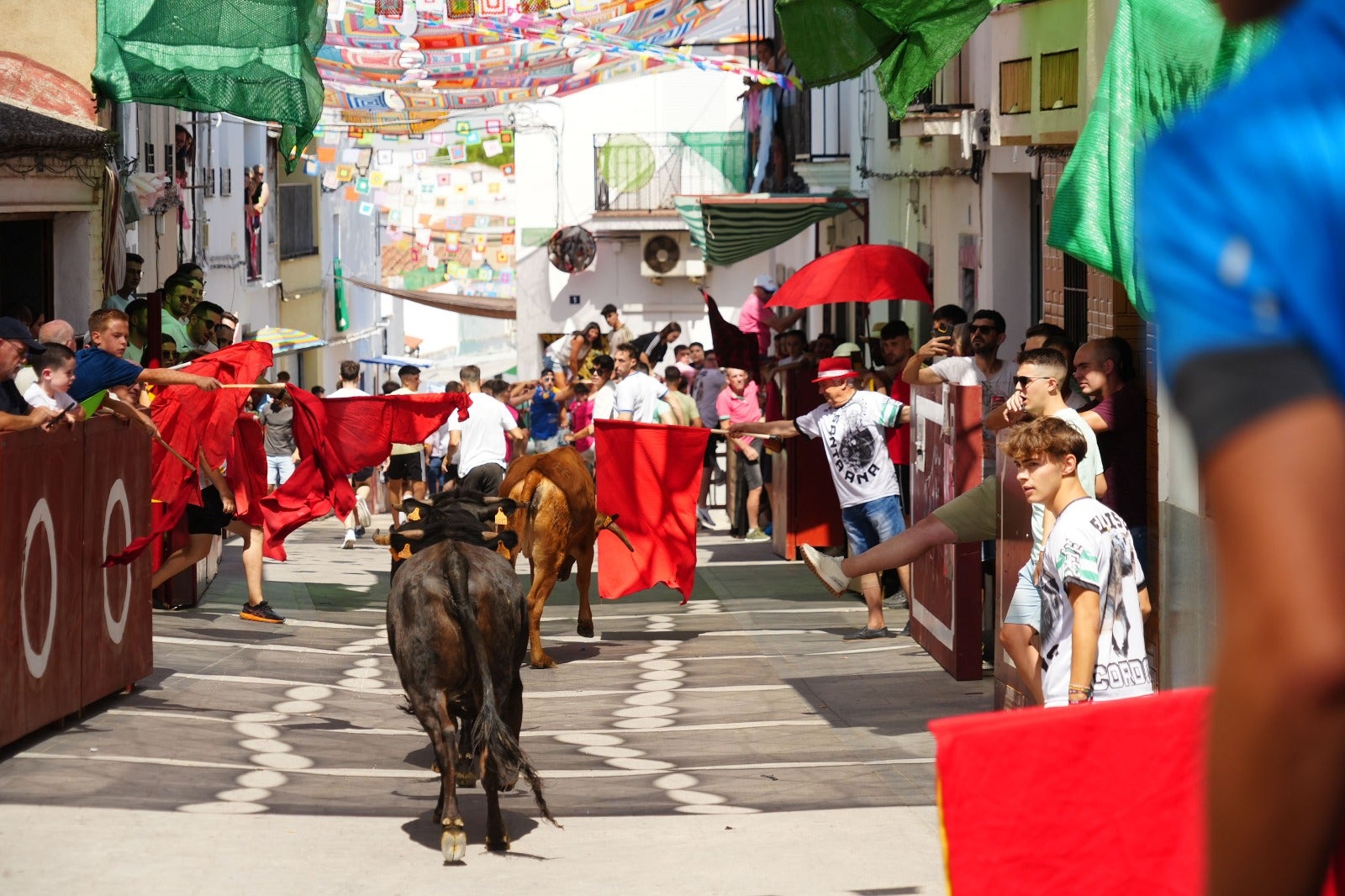 Las imágenes del primer encierro taurino de El Viso por Santa Ana