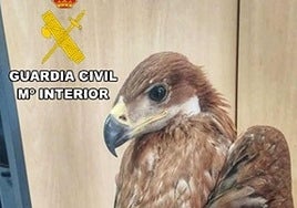 Encuentran en una finca de Vilches un águila imperial ibérica, especie en peligro de extinción
