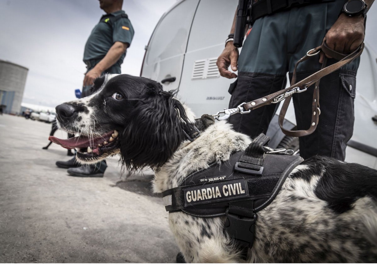 Imagen de un agente canino de la Guardia Civil