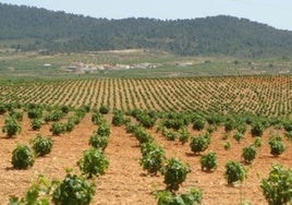 Las ayudas a la promoción del vino de la Diputación de Albacete asignan 12.000 euros a cada DO de la provincia