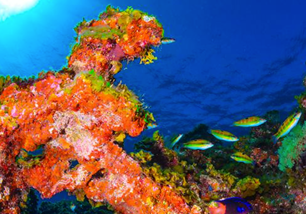 Reserva marina del Mar de Las Calmas