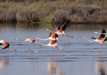 El Gobierno planea ejecutar en 2025 el 34% de los 706 millones para la recuperación de Doñana