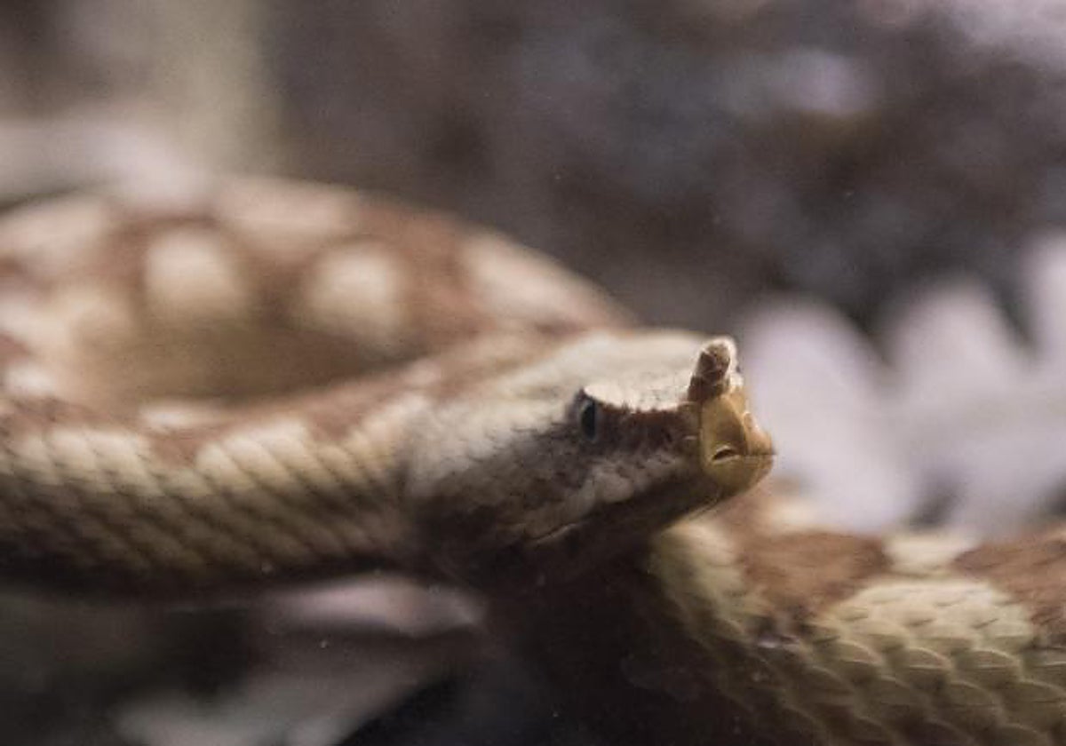 Una víbora cornuda, en una imagen de archivo