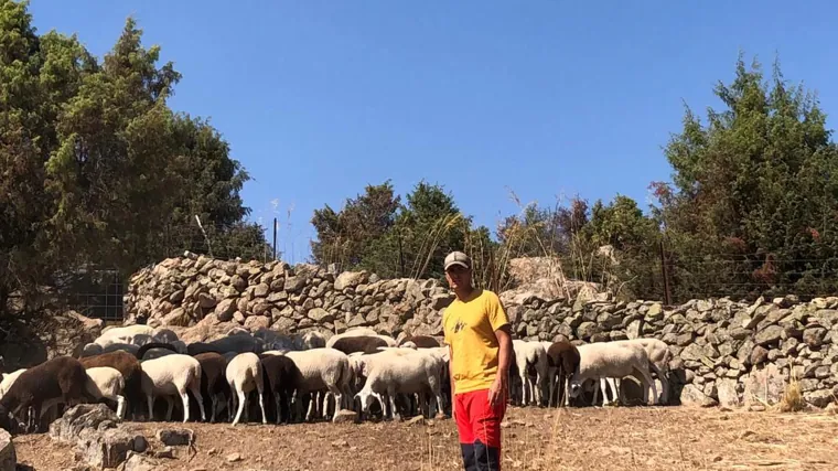 Jonatan Roales, con sus ovejas en Hoyo de Pinares (Ávila)