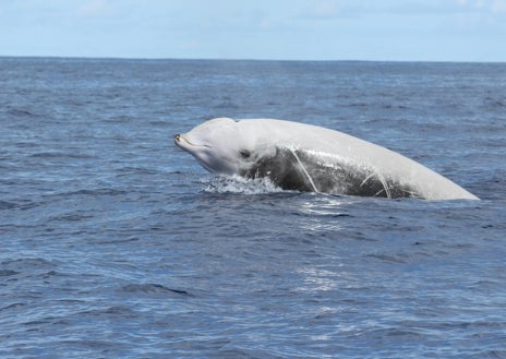 Imagen secundaria 1 - El mar no está en calma en El Hierro