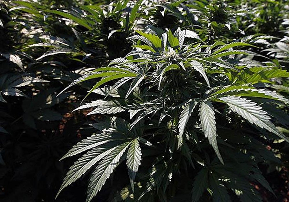 Una de las muy numerosas plantaciones de marihuana en la provincia de Granada