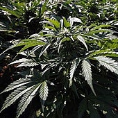 Un supuesto gimnasio en un pueblo cercano a Granada era en realidad un invernadero de marihuana