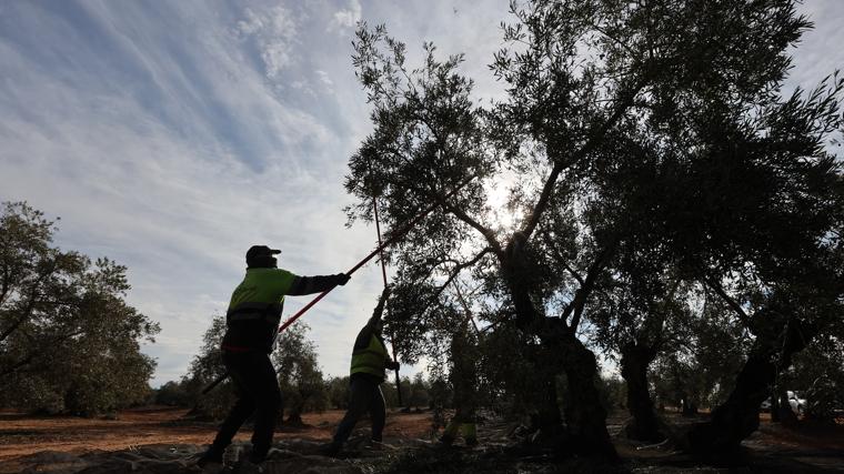 Trabajadores del campo durante la última campaña de la aceituna en una finca de Puente Genil