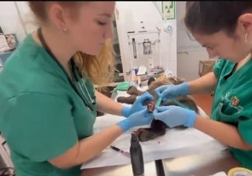 El osezno recogido en León con quemaduras en sus patas gana peso y evoluciona de forma «positiva»