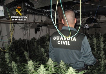 Un hombre de 66 años es detenido por tener 358 plantas de marihuana en Los Navalmorales