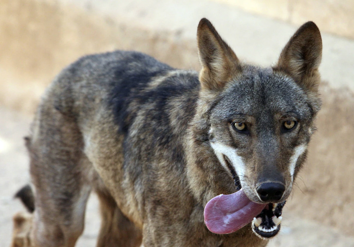 Imagen de archivo de un lobo en Castilla y León