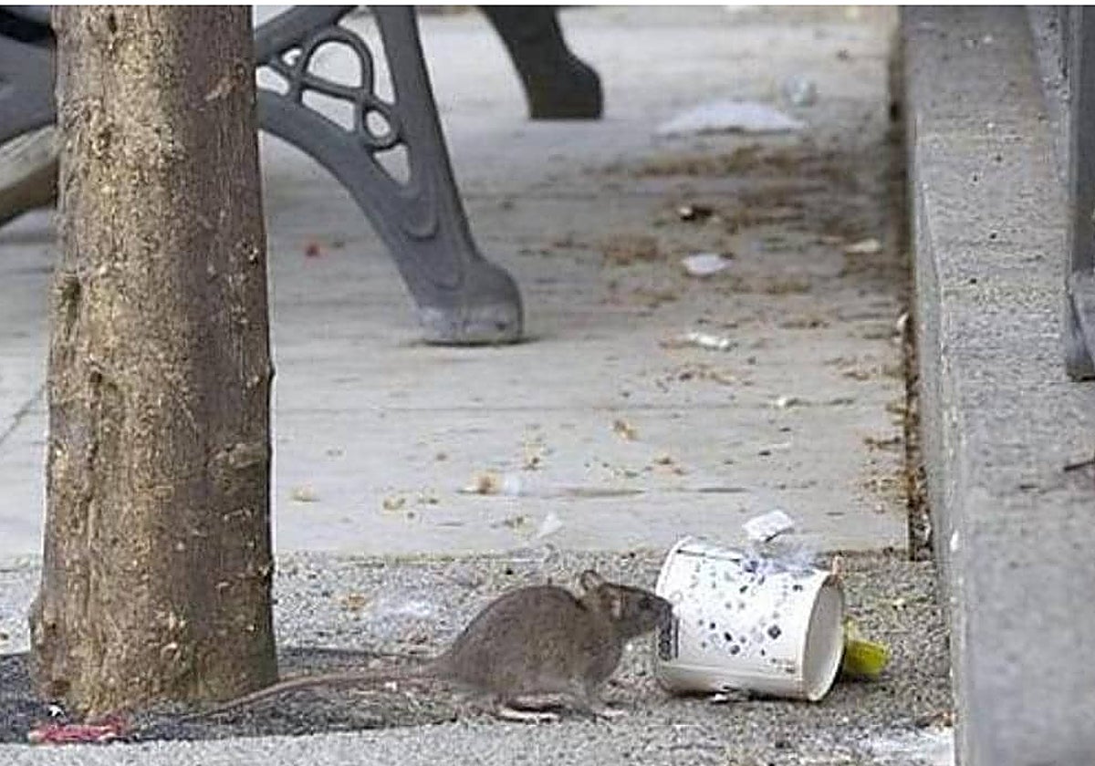 Imagen de archivo de una rata