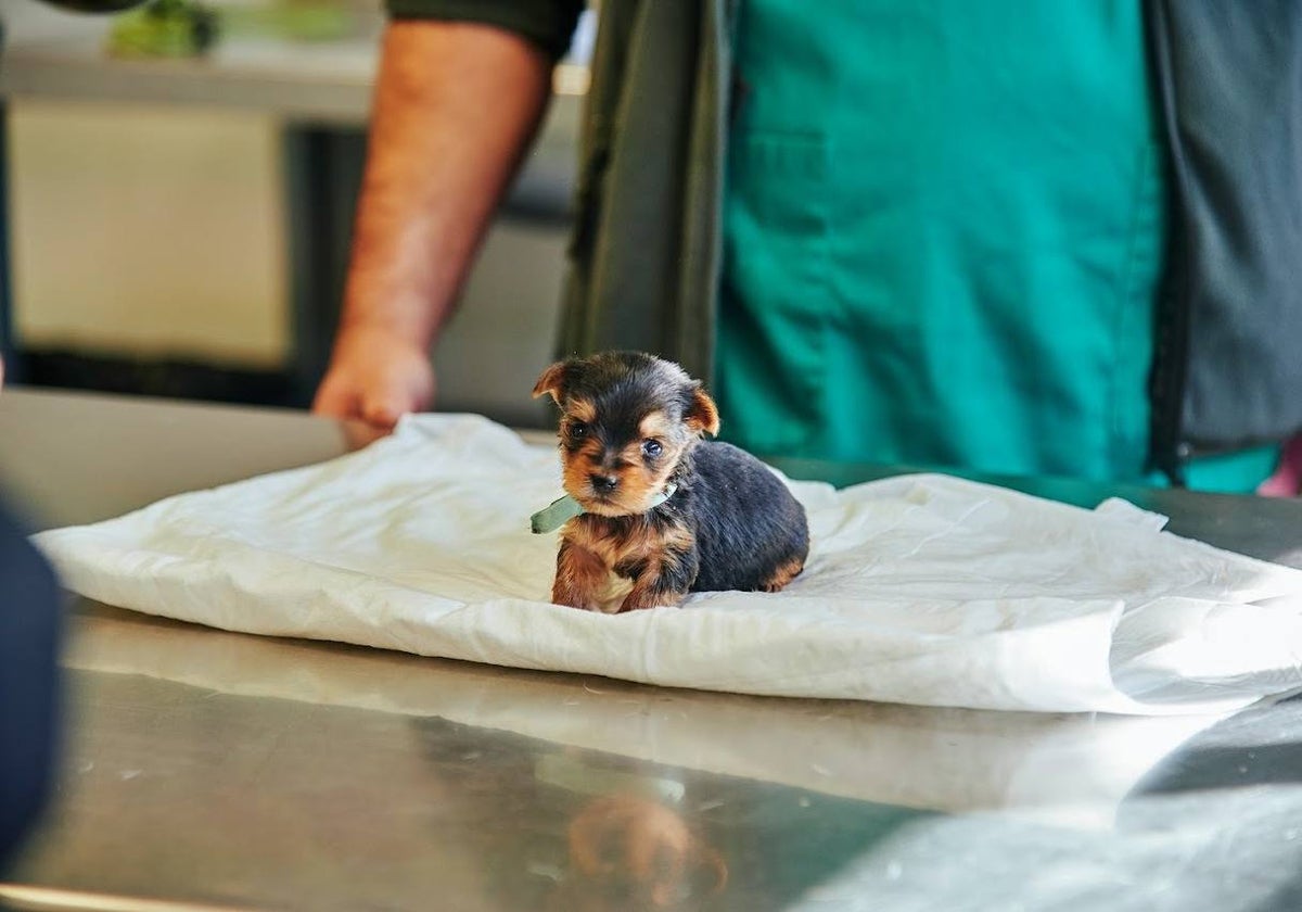 Uno de los cachorros en adopción dentro de Sadeco