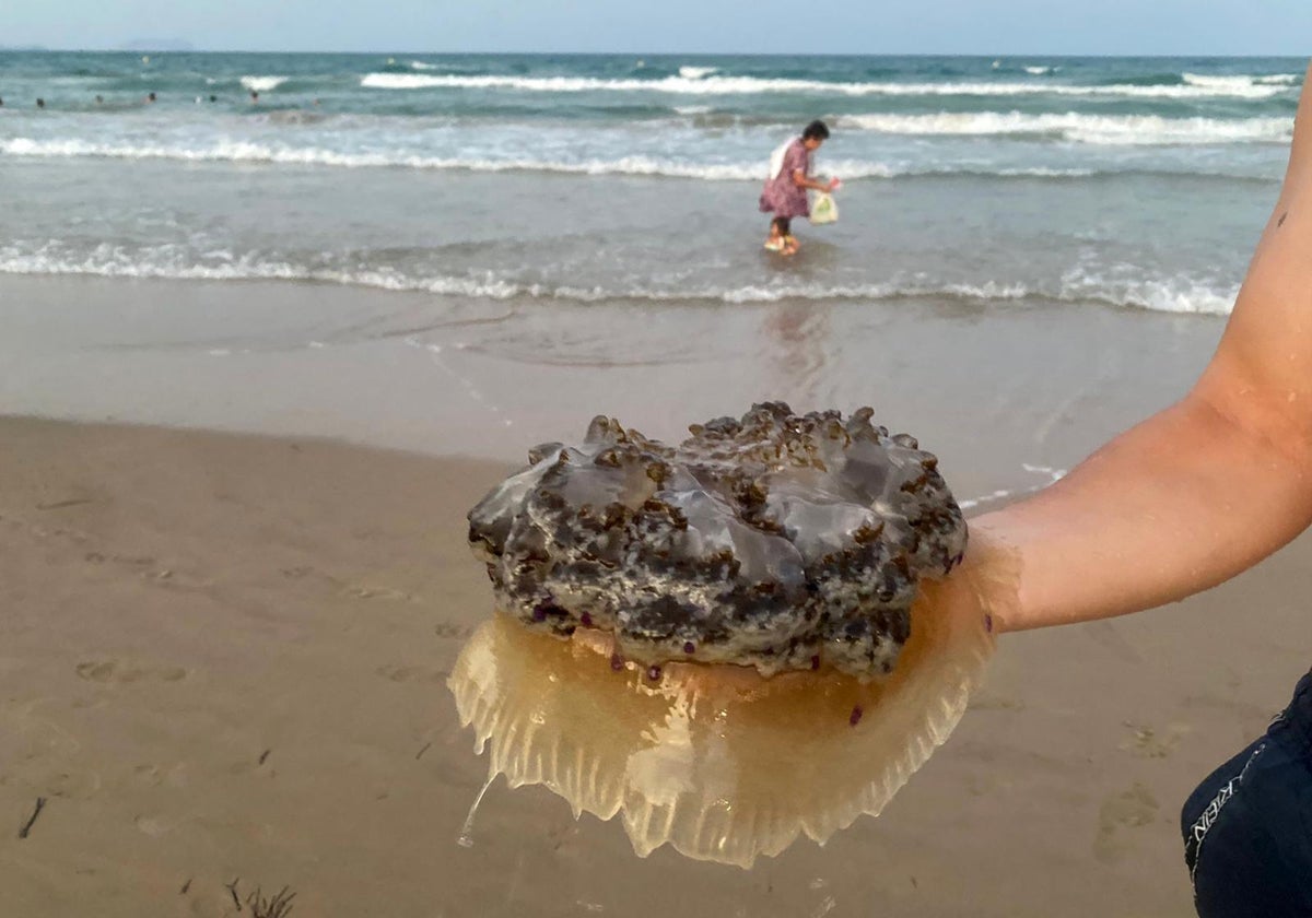 Imagen de archivo de una medusa huevo frito en la playa de San Juan de Alicante