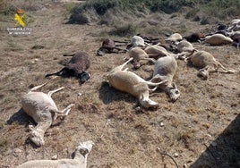 Mueren 30 ovejas entre convulsiones tras beber agua estancada en un paraje de Valencia