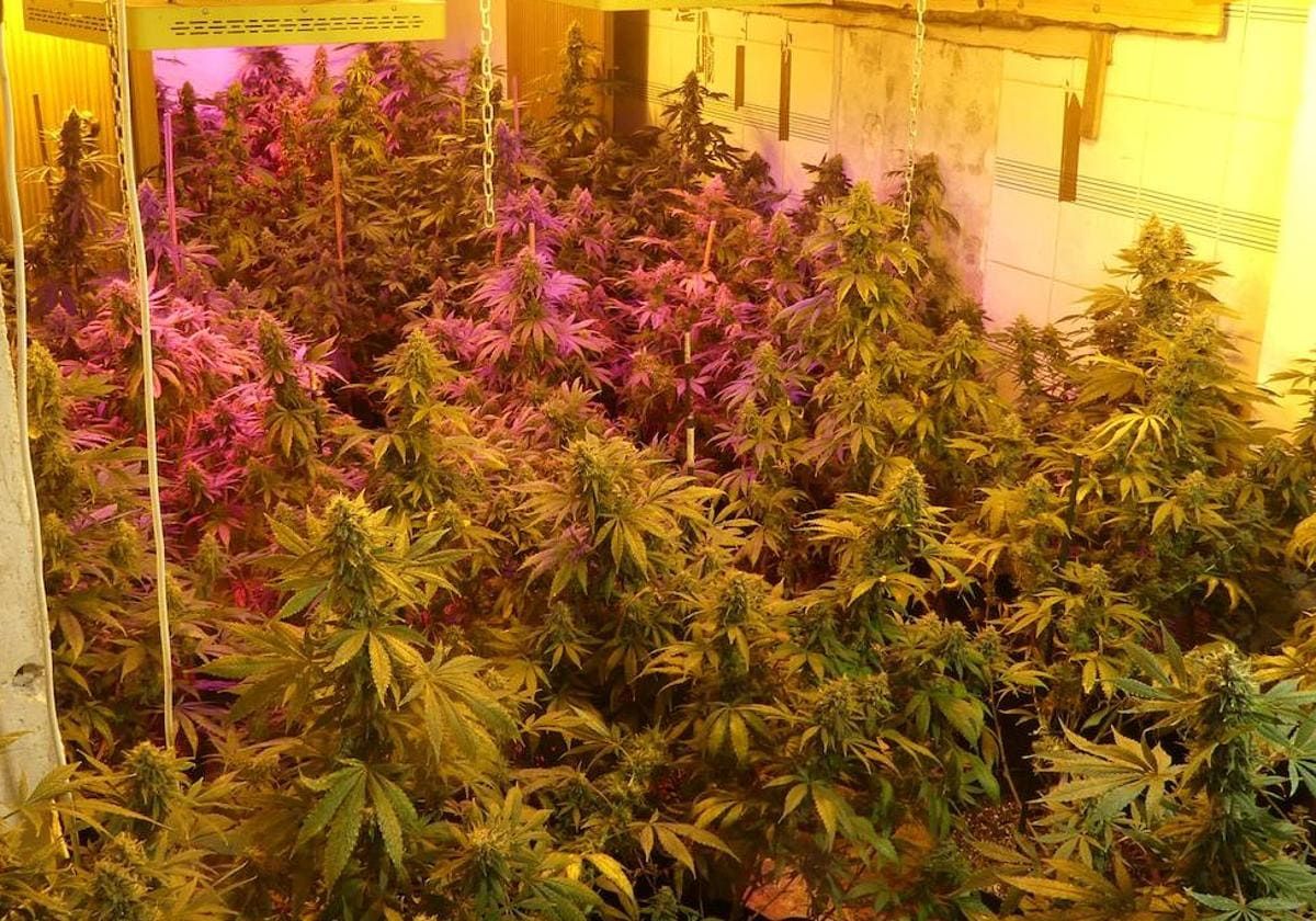 Intervenidos más de 100 kilos de marihuana en una operación policial en La Raya