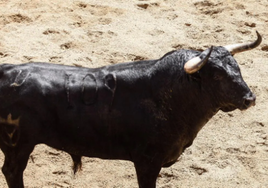 Buscan un toro desaparecido en un pueblo de Castellón: «Máxima precaución»