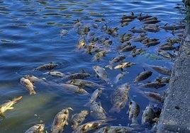 El Ayuntamiento de Madrid investiga la muerte de decenas de carpas en el lago del parque Juan Carlos I en Madrid