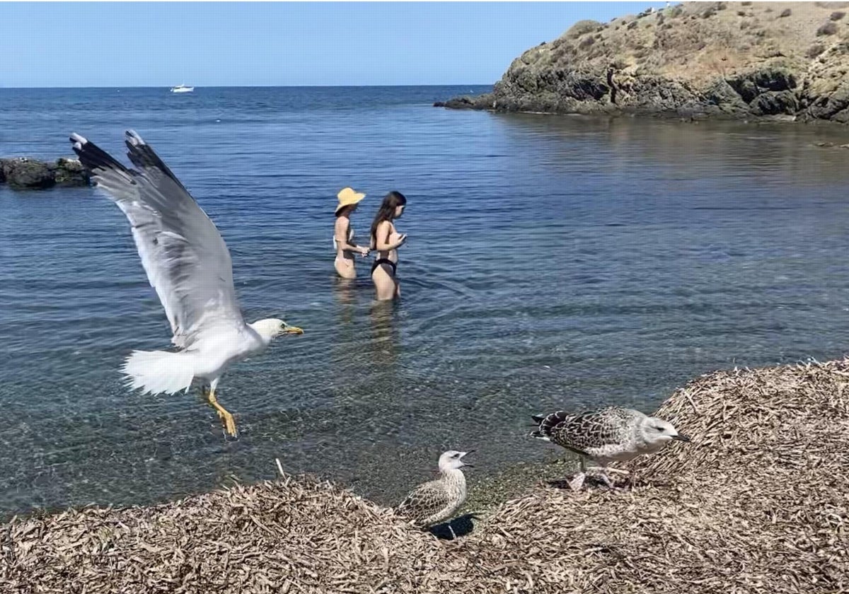 Dos bañistas se bañan en una cala de la isla de Tabarca, con varias aves en la orilla