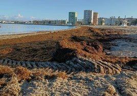 Dispositivo especial de limpieza en dos playas de la Línea de la Concepción que estaban totalmente cubiertas por el alga asiática