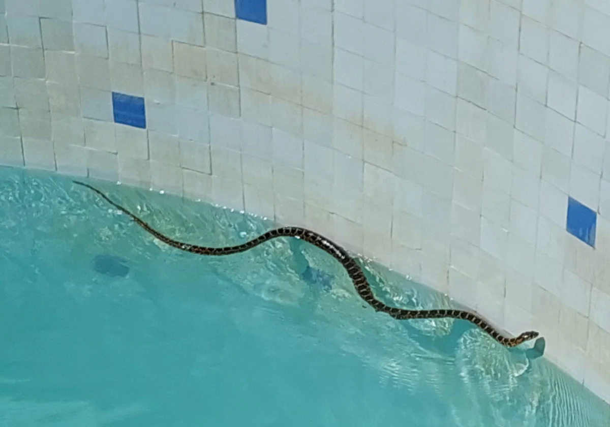 Imagen de la culebra dentro de la piscina de la vivienda del Brillante