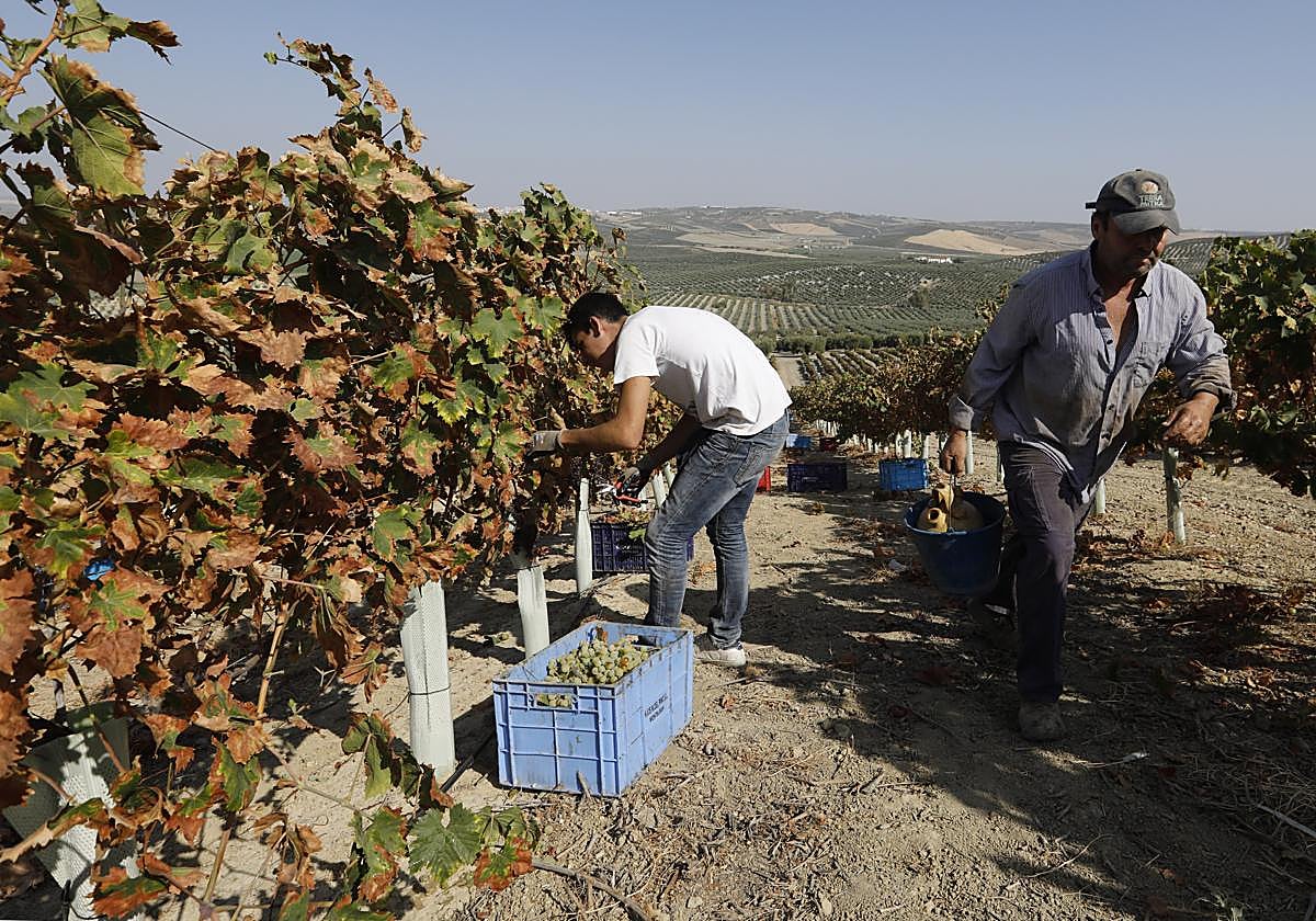 Trabajadores en una finca del marco Montilla Moriles durante una vendimia, en una imagen de archivo