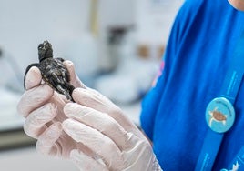 Comienzan a nacer en el Oceanogràfic las tortugas marinas de los nidos de la Comunidad Valenciana