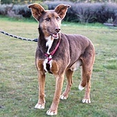 Más de 3.000 mascotas dejadas a su suerte consiguen un nuevo hogar