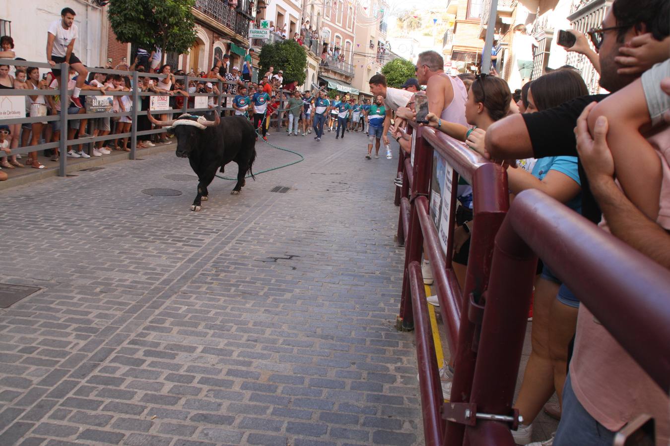 Fotos: la fiesta del Toro de Cuerda de Carcabuey